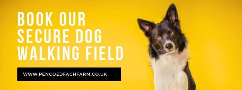 Pencoed Fach Farm Dog Walking Field - Photo 2