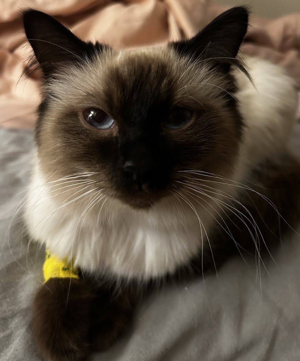 Vets for Pets - Barry - Photo 2
