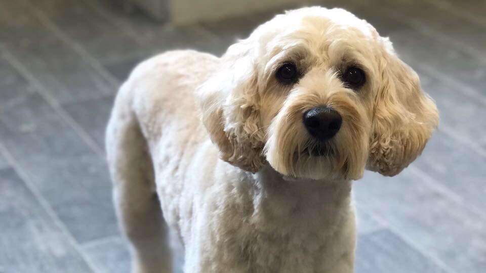 Shear Pawfection Professional Dog Grooming - Photo 2