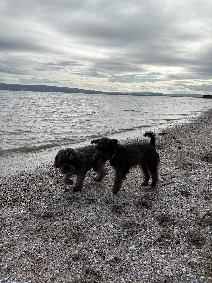 Dog Walker Newtownabbey & Carrickfergus - Photo 2