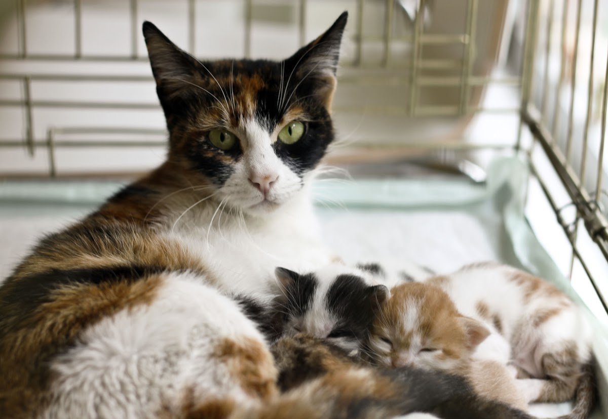 Acre Farm Cattery - Photo 2
