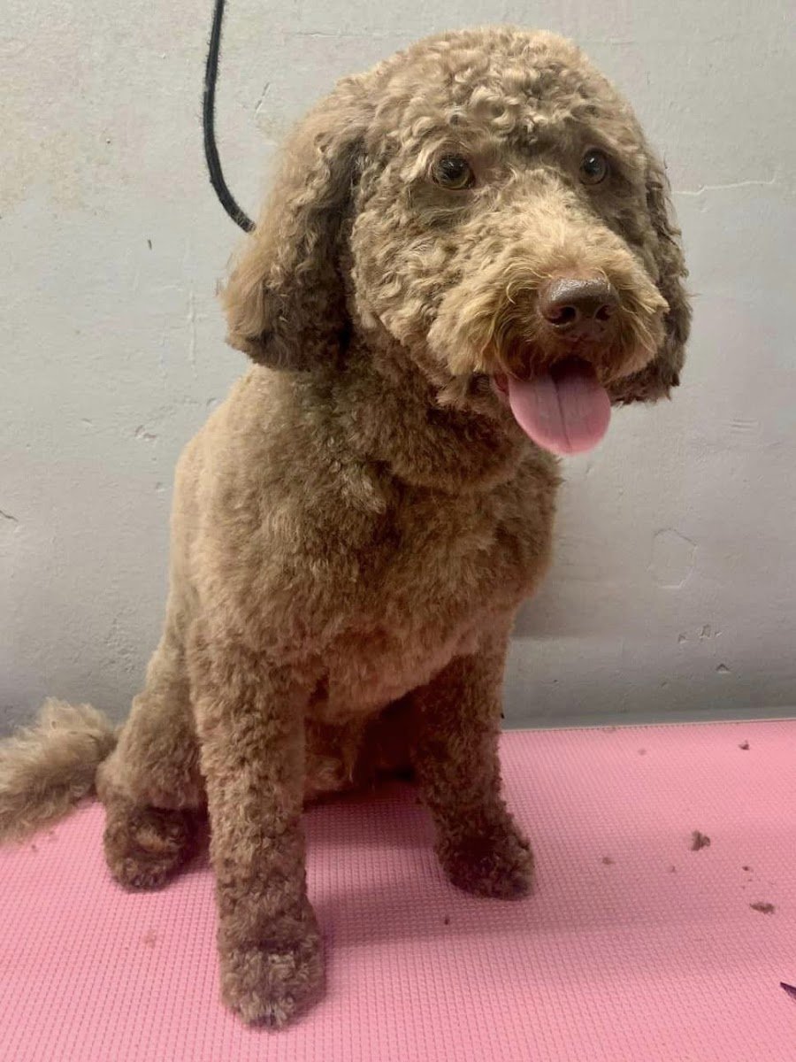 Stella's Dog Grooming - Photo 2