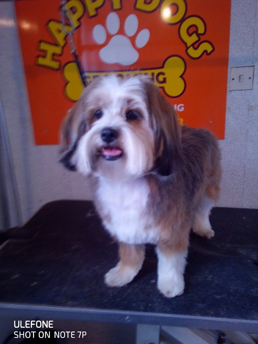 Happy dogs grooming - Photo 2
