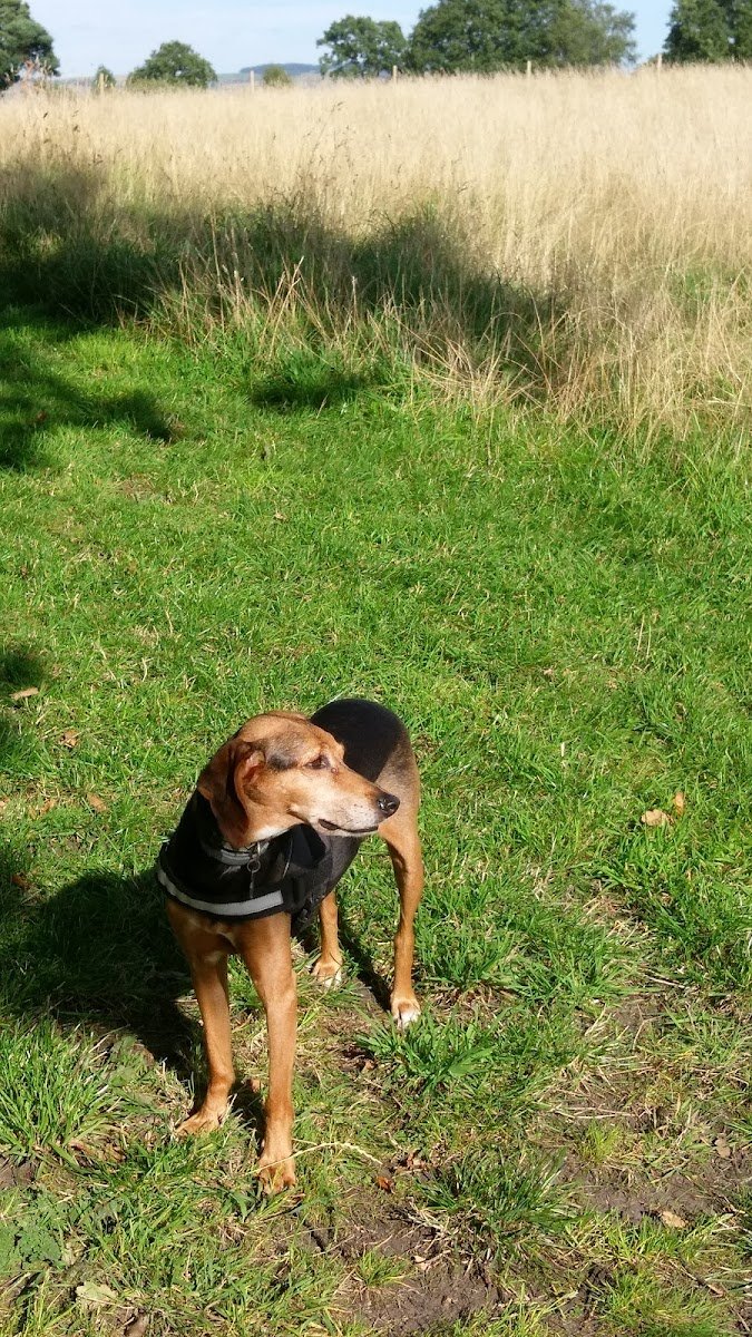 Doghouse Grooming - Photo 2