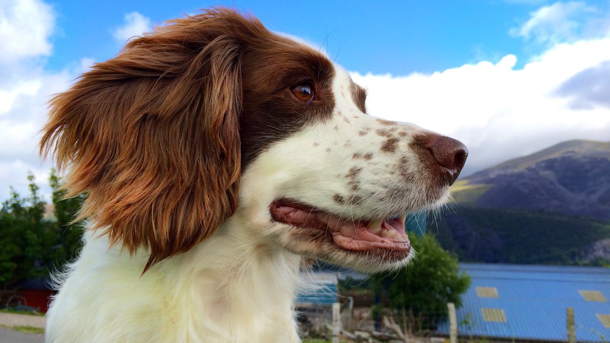 Paws4Fun UK - Photo 2