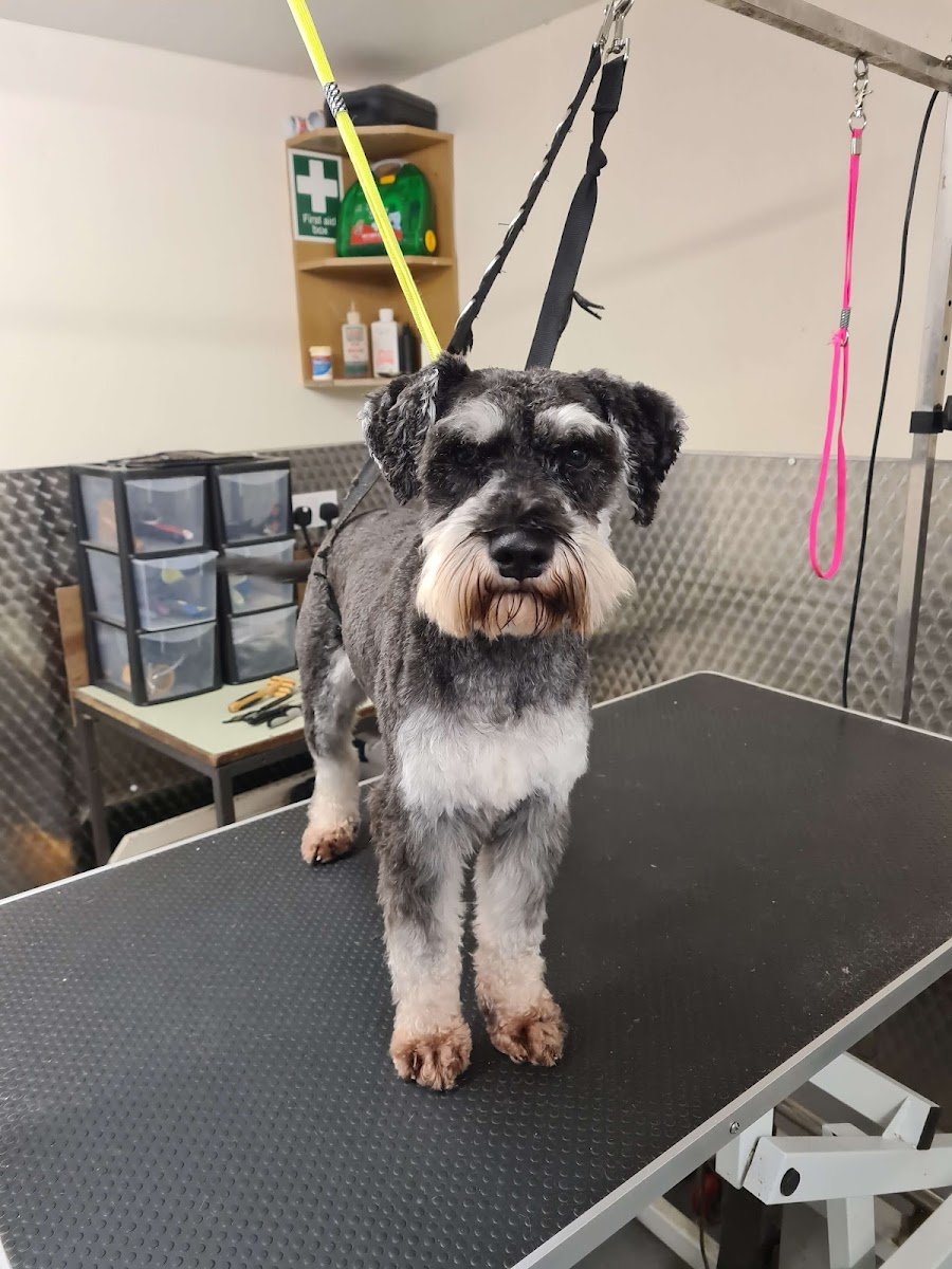 Oaklands Dog Grooming - Photo 2