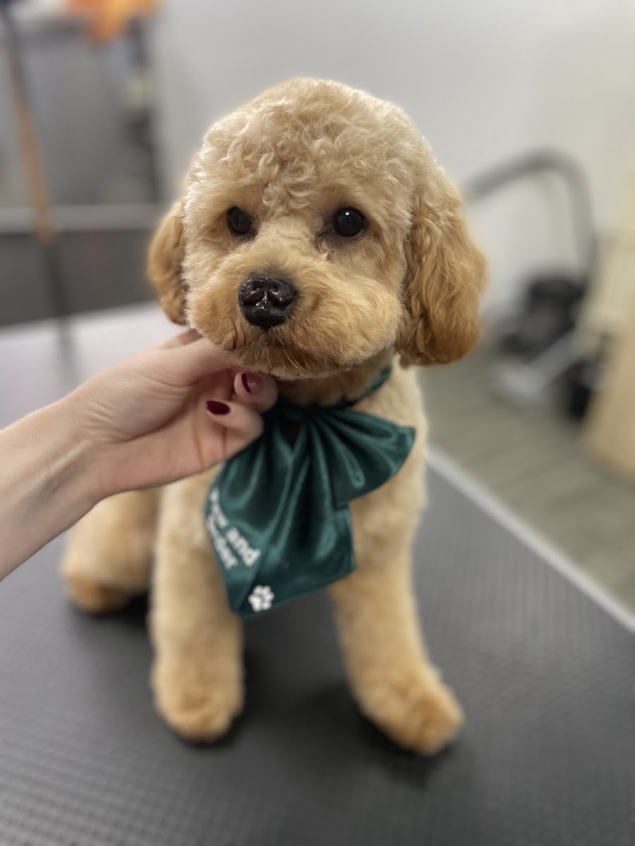 Paw and Order Dog Grooming - Photo 2