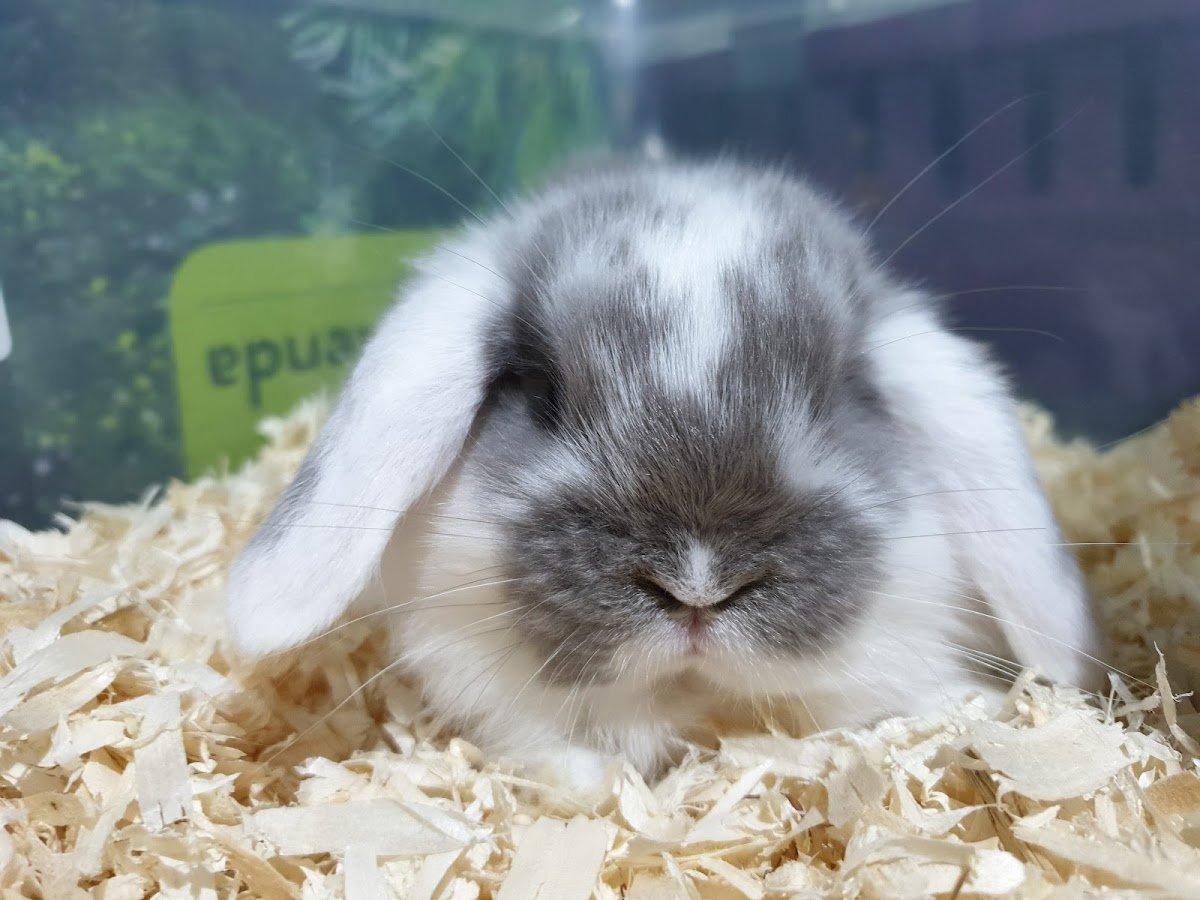 Heavenly Bunnies - Photo 2