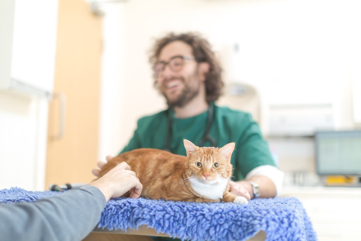 Hillman Vets, Cannock - Photo 2