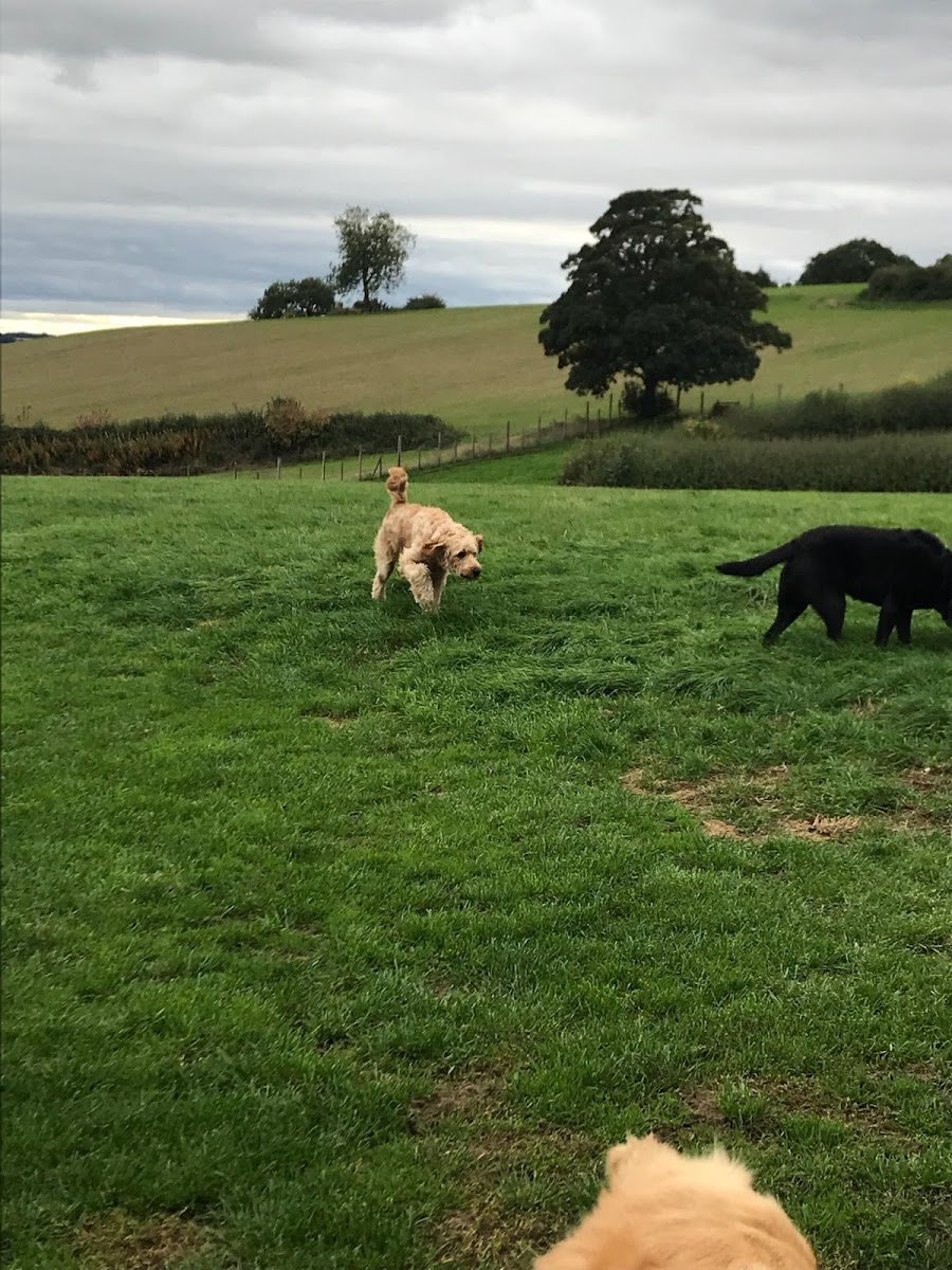 Holme From Home Boarding Kennels - Photo 2