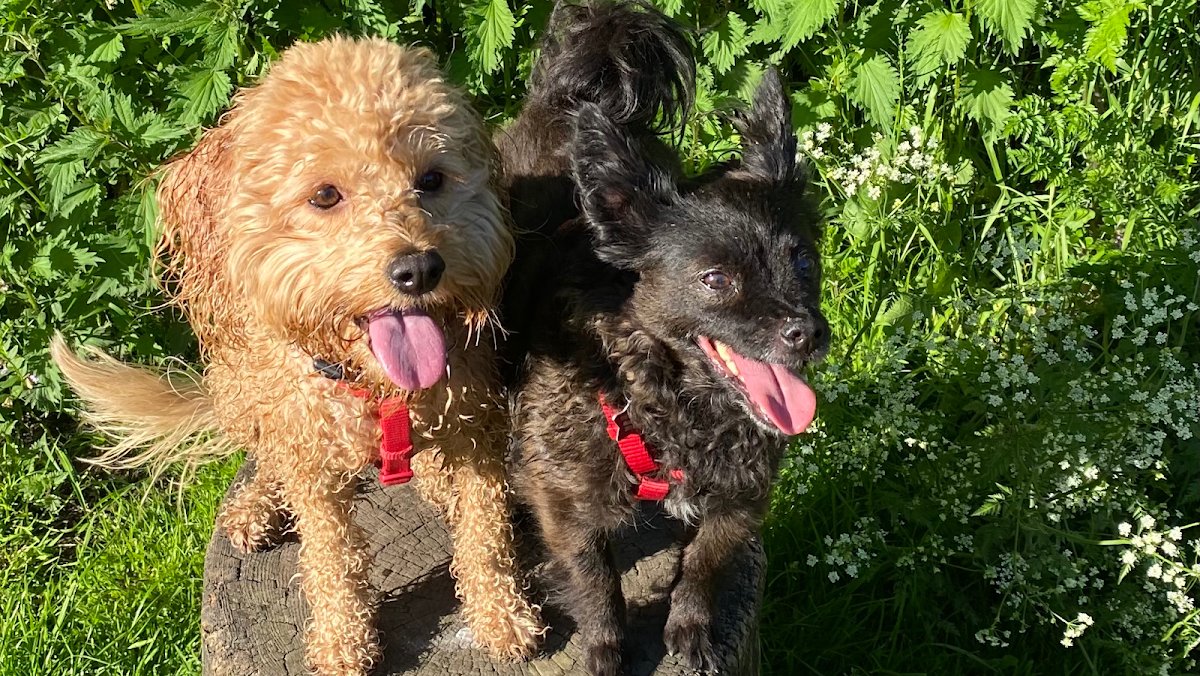 Mucky Mutts Macclesfield - Photo 2