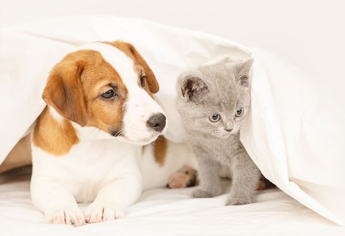 Micropet - Photo 2
