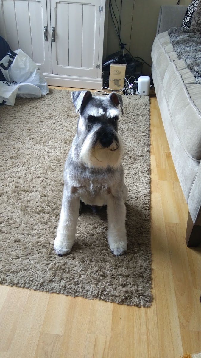 Canine Couture - Photo 2