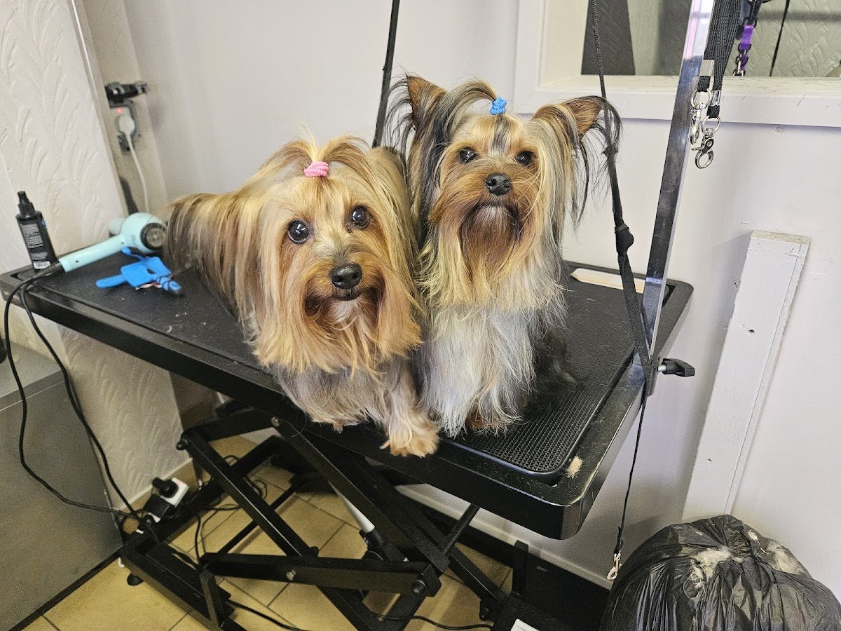 Hairy Hounds - Photo 2