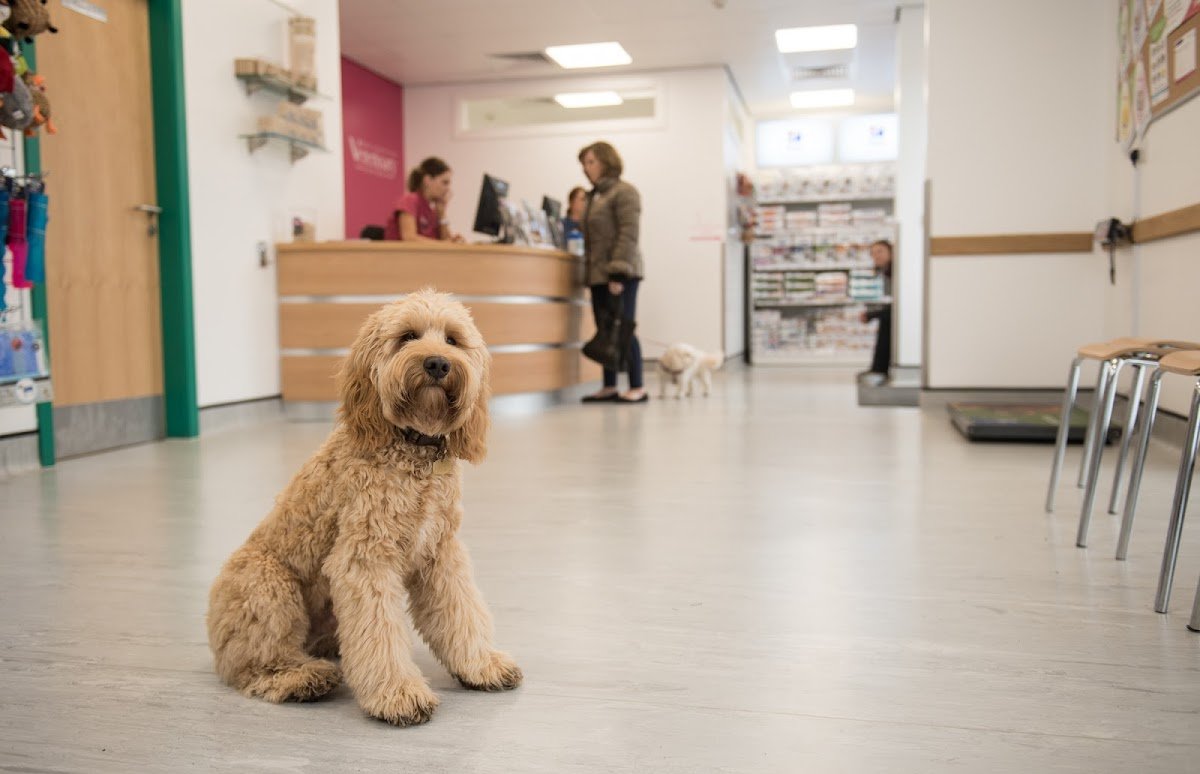 Bollington Veterinary Centre - Photo 2