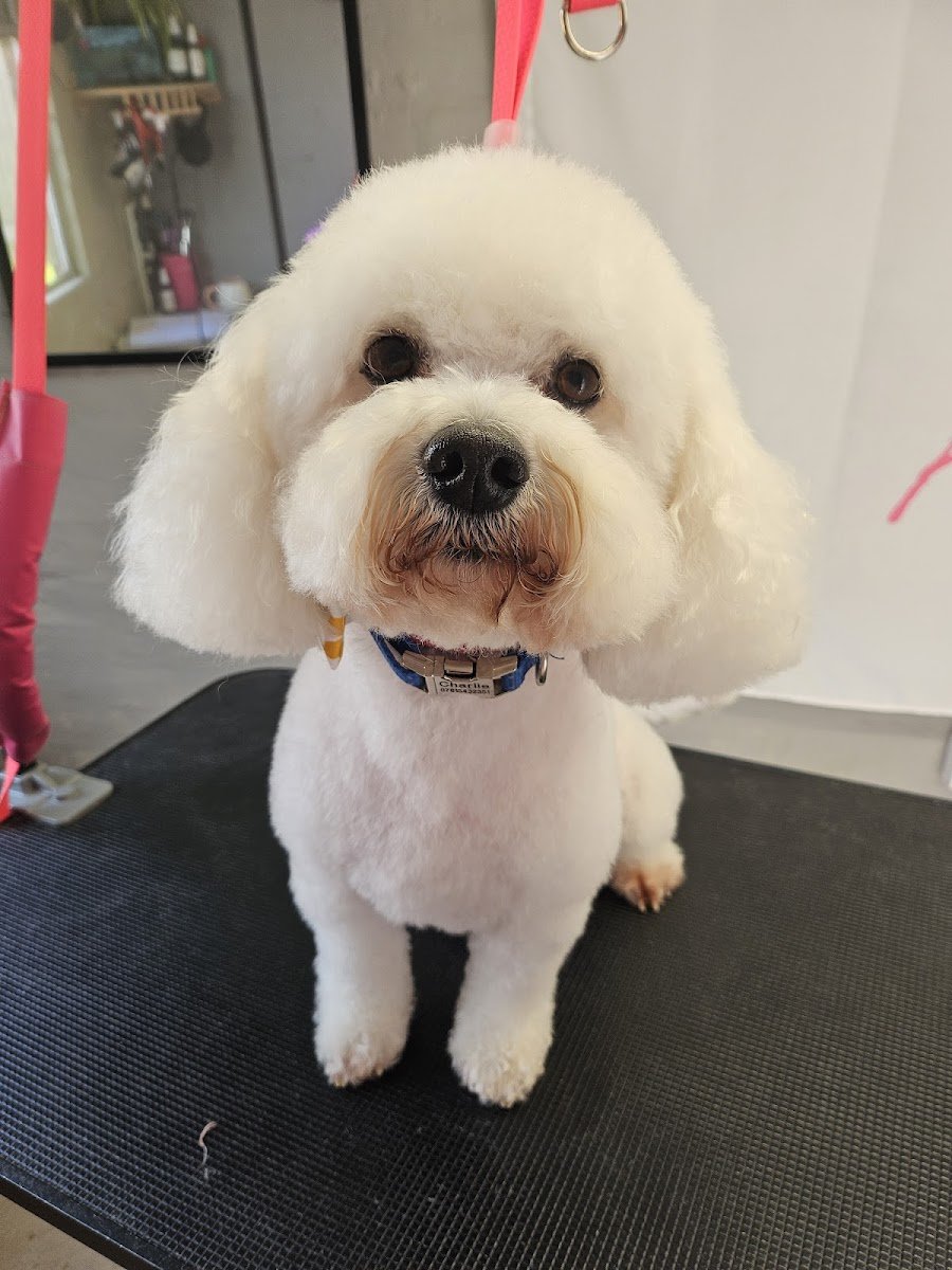 Alexandra's Grooming - Photo 2