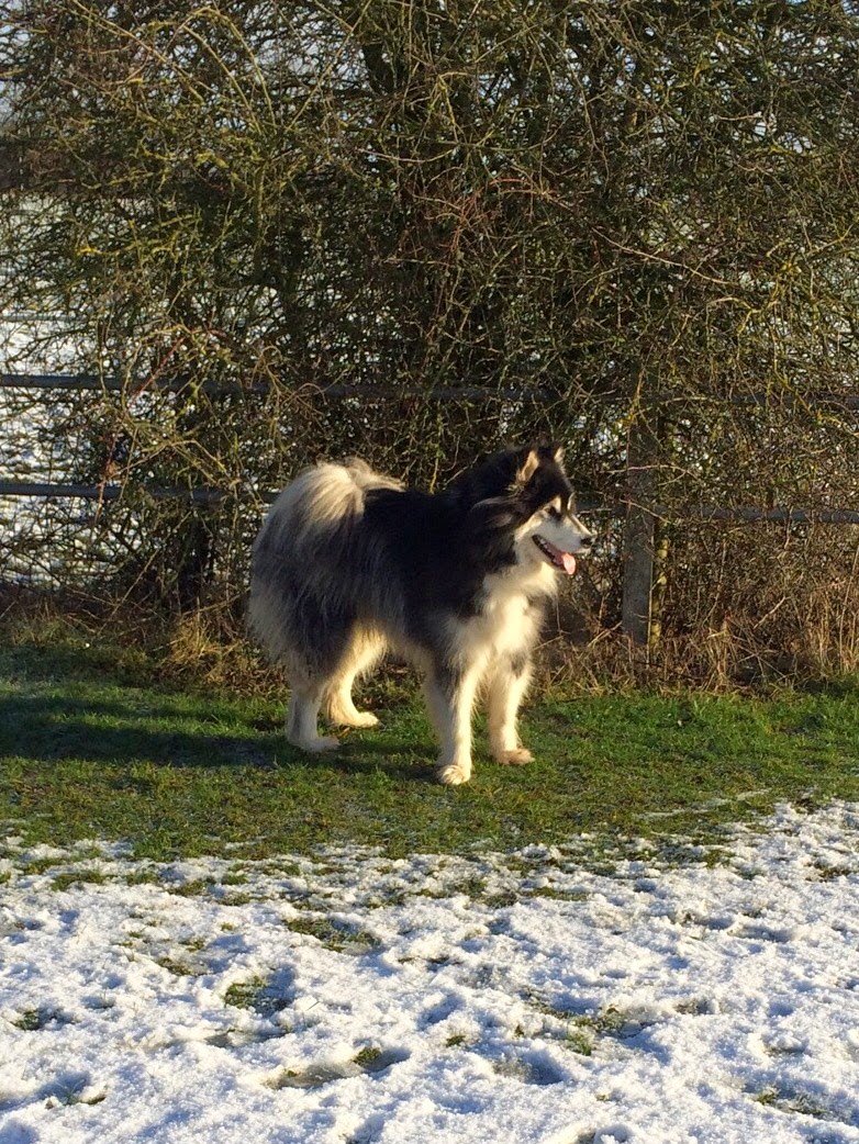 Wags & Whiskers - Photo 2