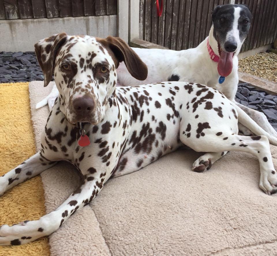 My Best Friend Dog Care Stafford - Photo 2