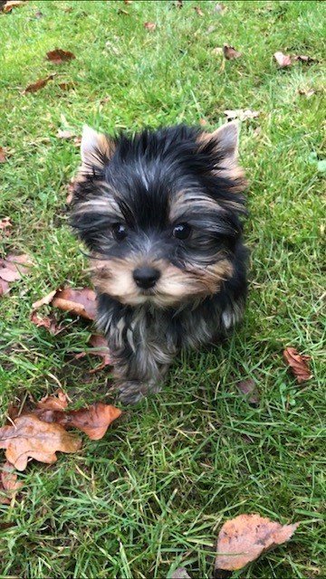 Pexswillow Dogs - Photo 2