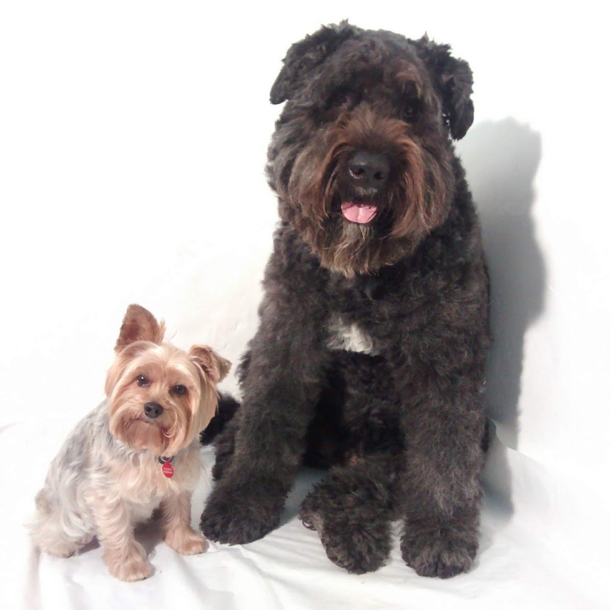Little and Large Dog Grooming - Photo 2