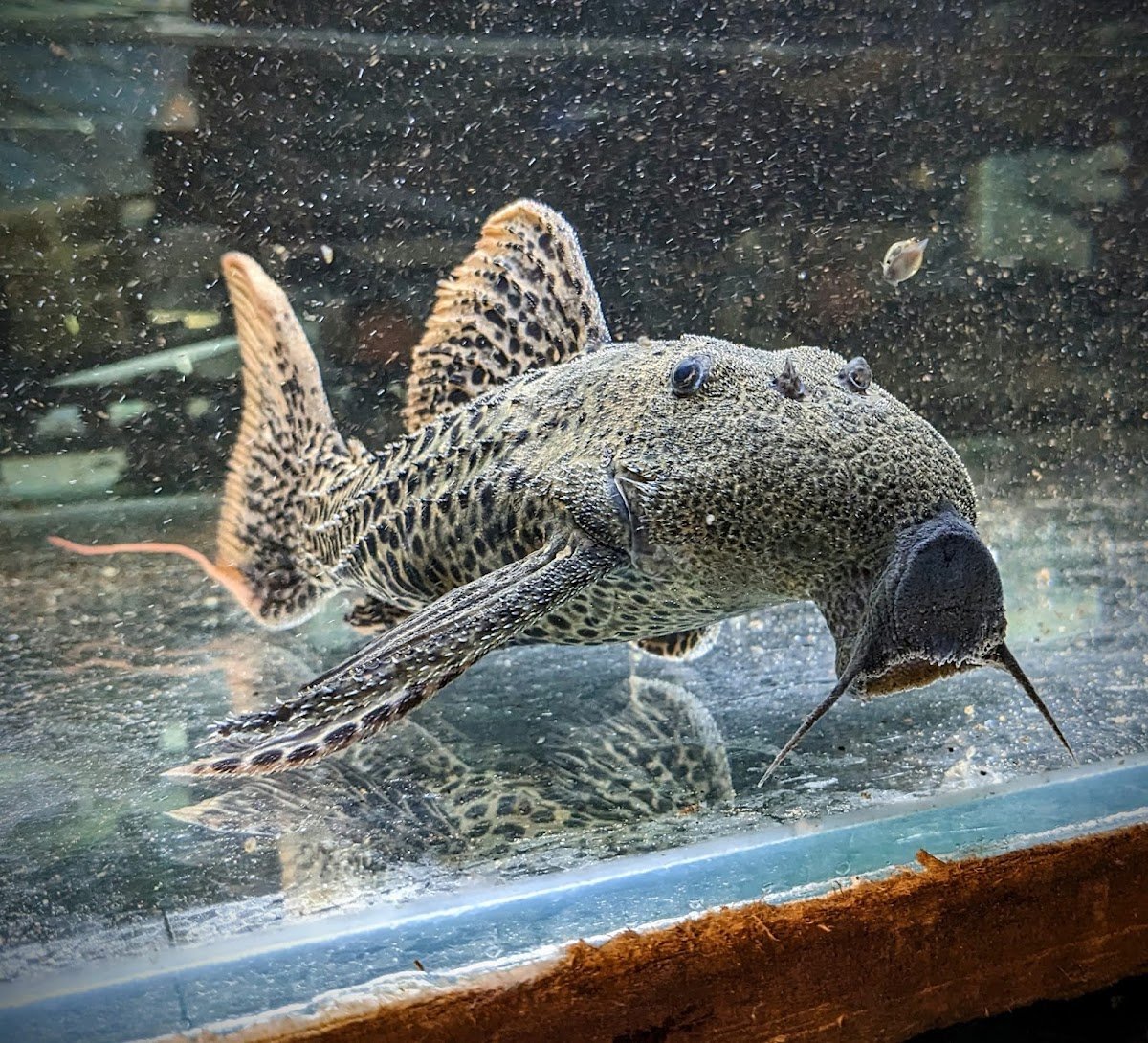 Only Fins - Photo 2
