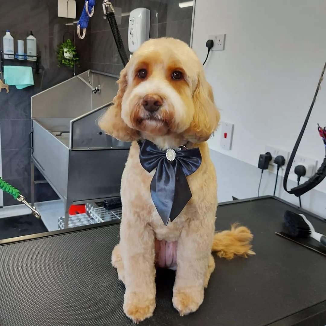 Nikki's Dog Grooming - Photo 2