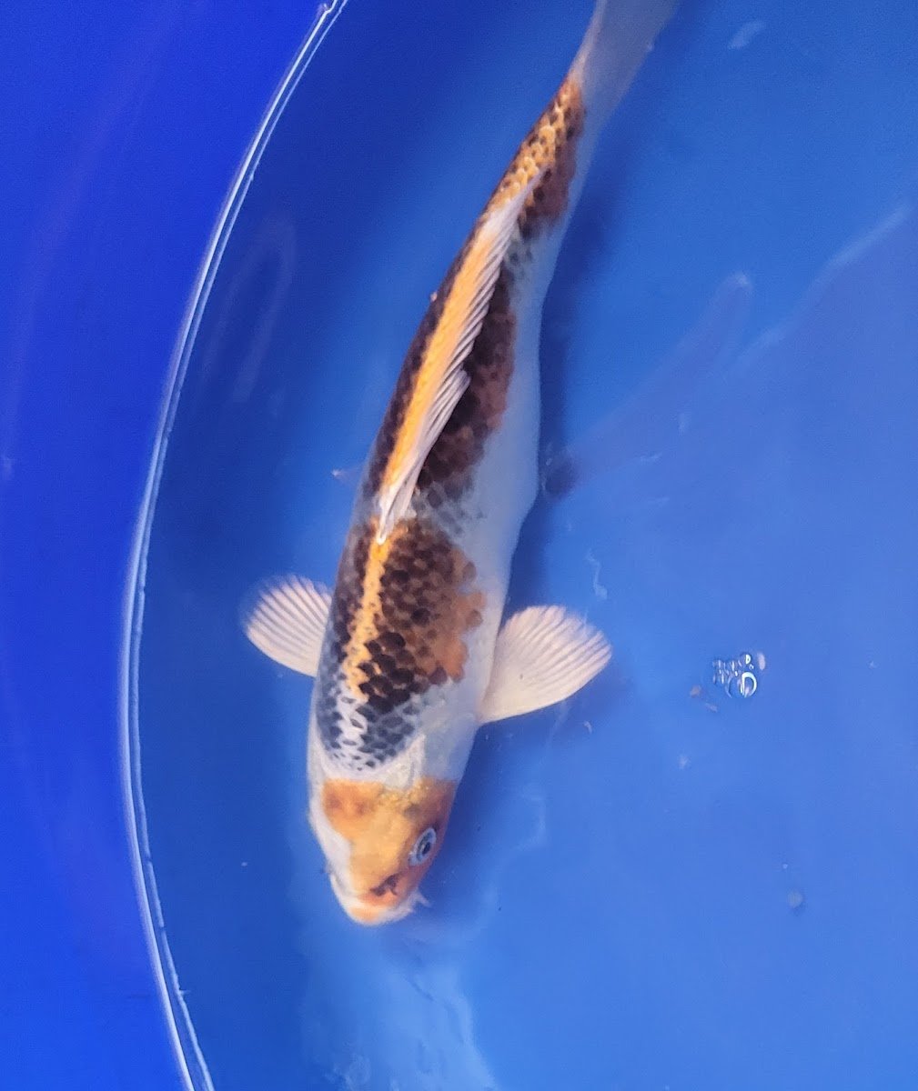 Westcroft Koi Ltd - Photo 2