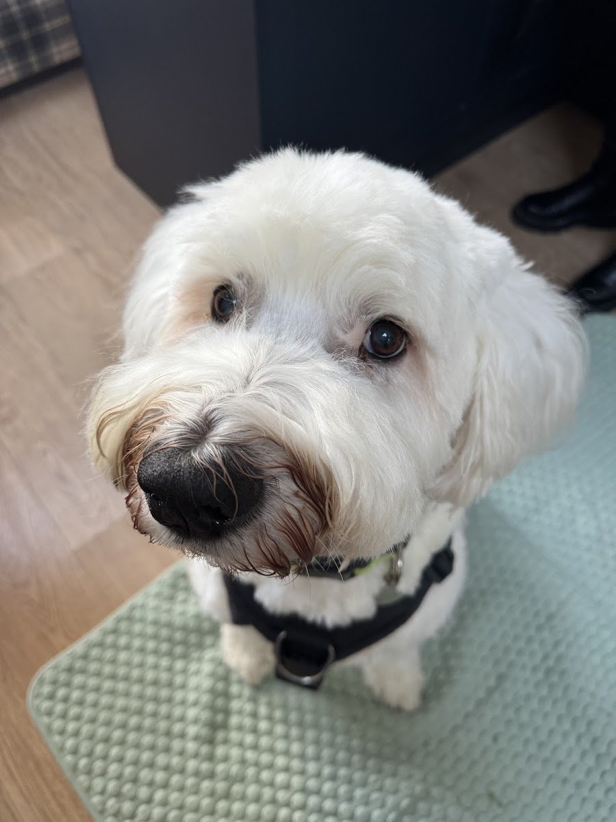 Growleys Grooming - Photo 2