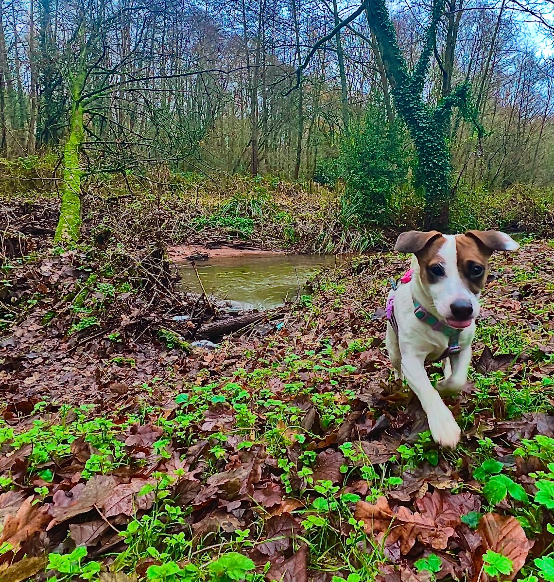 Pets-Assist - Photo 2