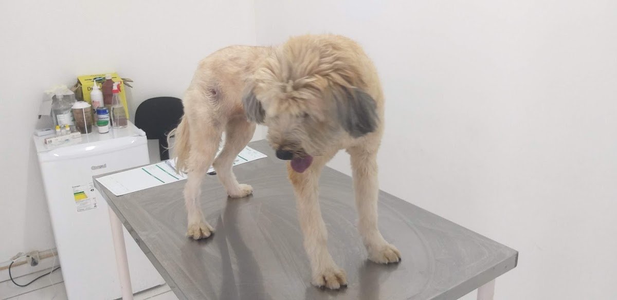 Avlis Pet Shop & Veterinaria - Pet Shop em Curitiba