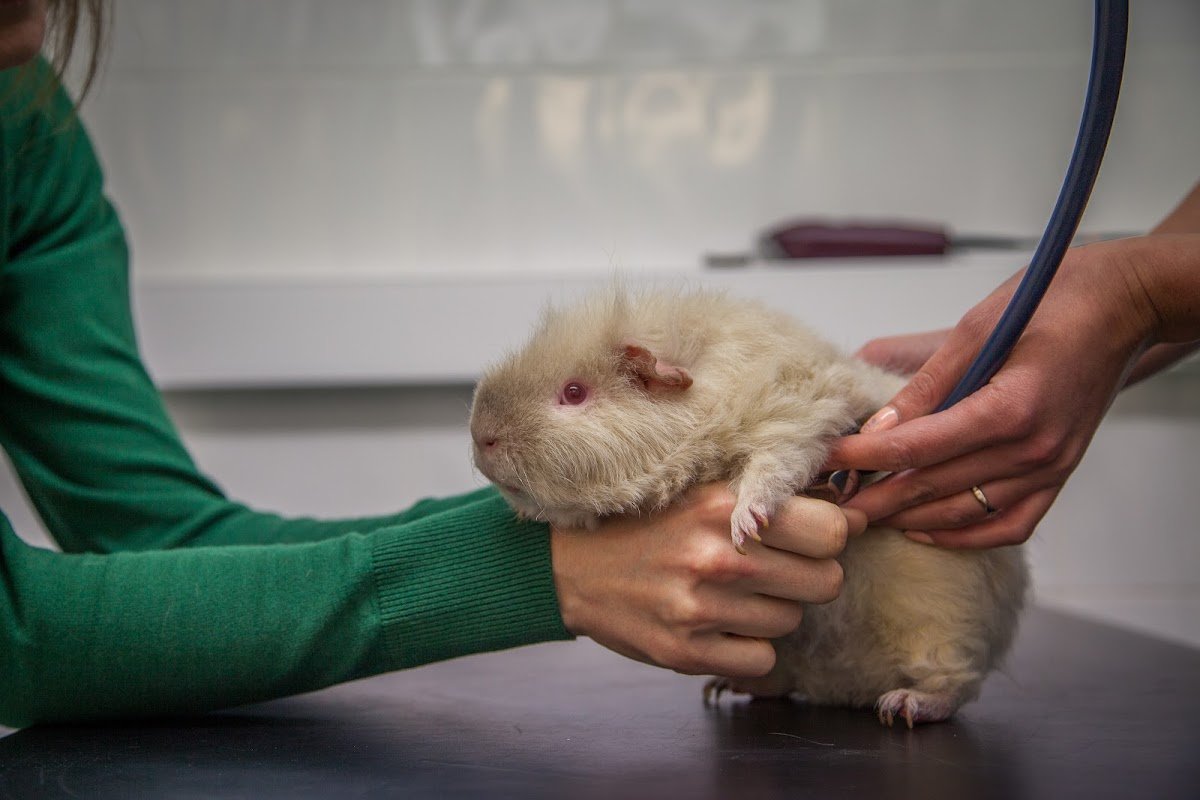Manor Vets - Northfield - Photo 2