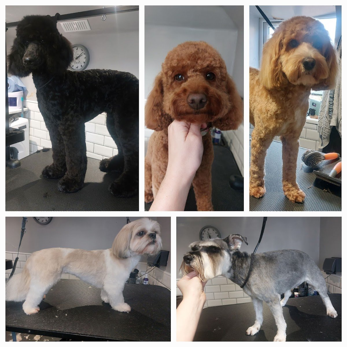 Prospect Pooches - Photo 2