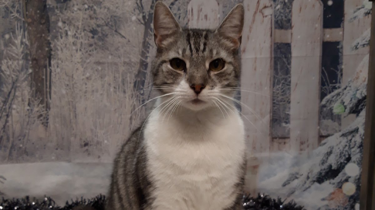 Purrs 'n' Grrs - Photo 2