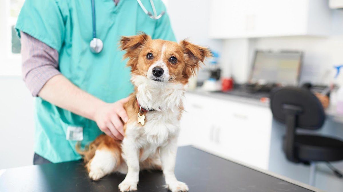 YourVets Smethwick - Photo 2
