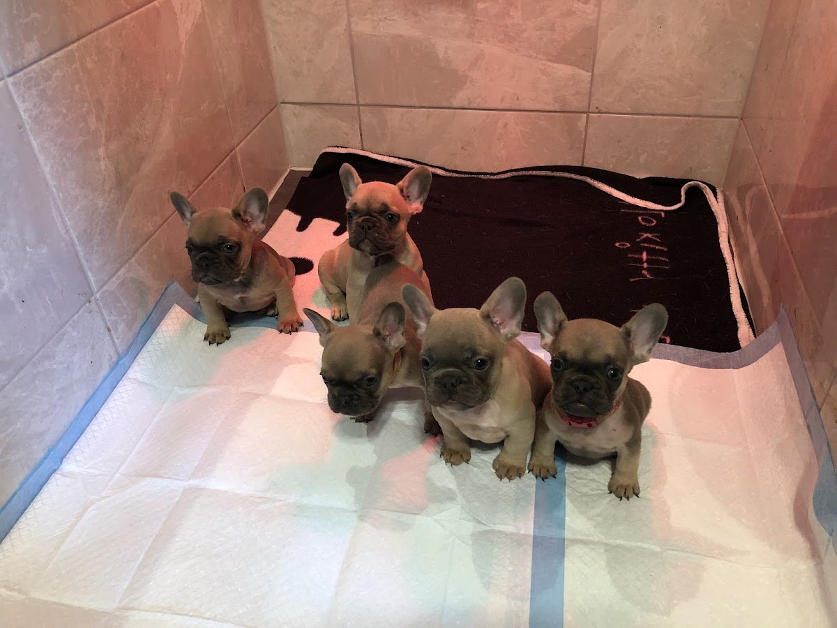 J&C Puppies Ltd - Photo 2