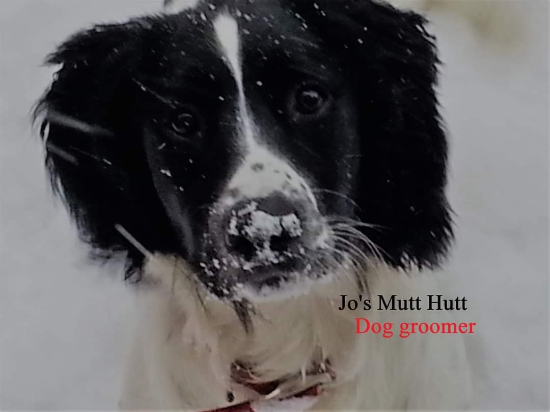 Jo's Mutt Hutt - Photo 2
