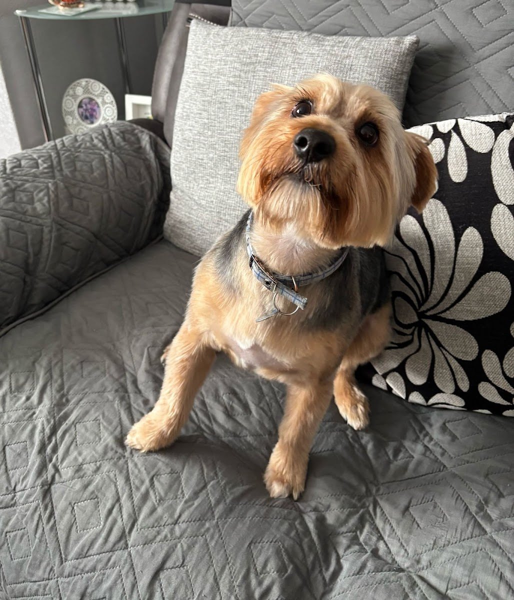 Scruffy Pupz - Photo 2
