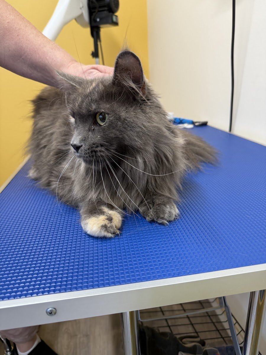 Cats Whiskers Grooming Salon - Photo 2