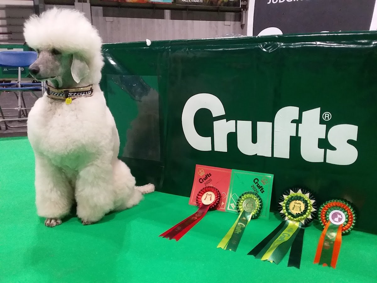 Dapper Dog Grooming Cannock - Photo 2