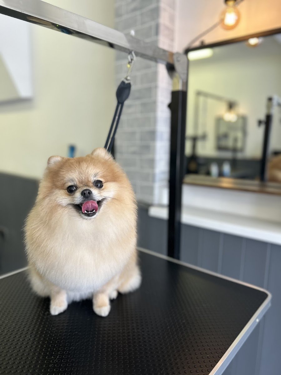 Ruff-Stick Groomers - Photo 2