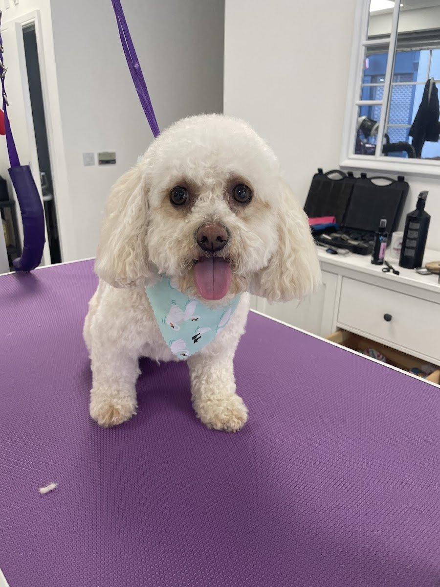 Pointer Paws Dog Grooming - Photo 2