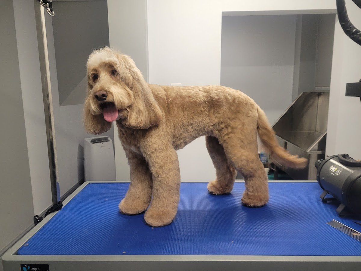 Unleashed dog grooming - Photo 2