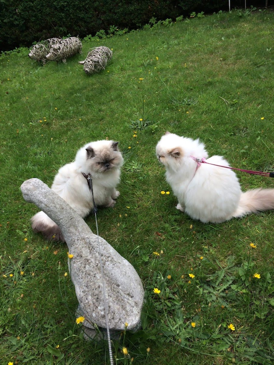 Paul's Pet Minders - Photo 2