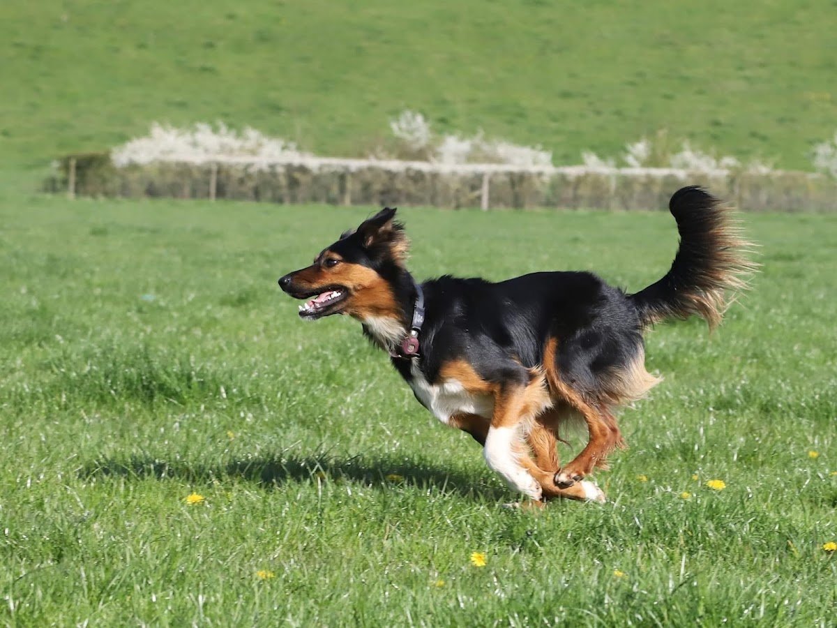 Beau's Pack Dog Training - Photo 2