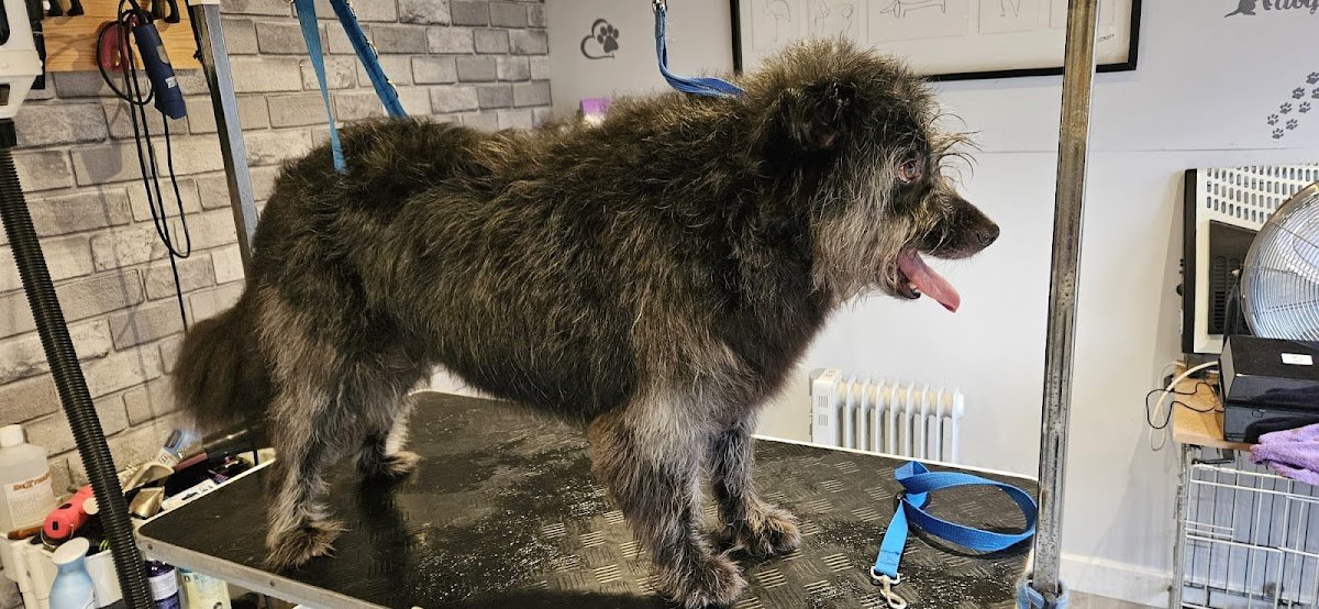 Proud Paws Grooming - Photo 2