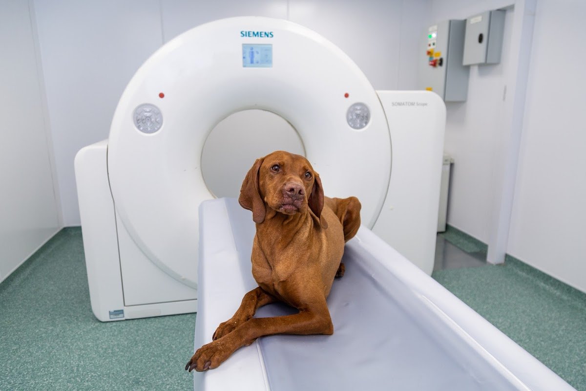 St George's Vets - Wolverhampton - Photo 3
