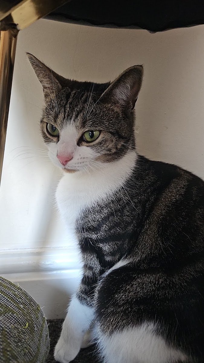 Vets for Pets - Dudley - Photo 2