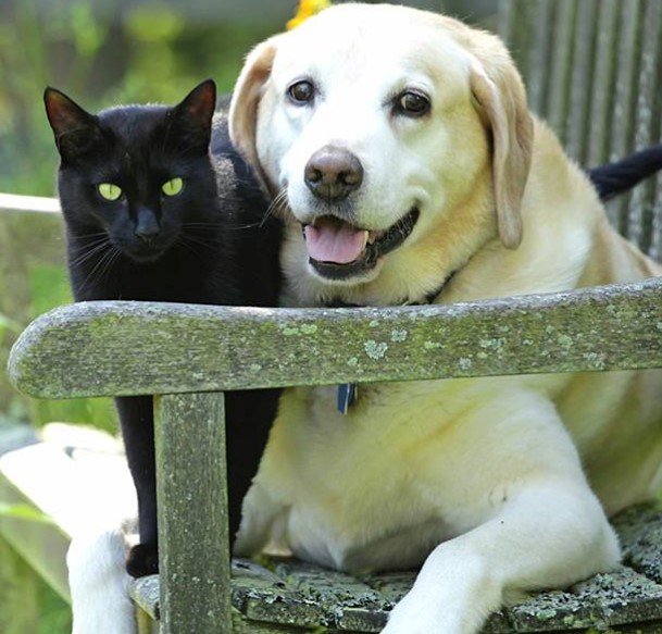 Vets4Pets Shelfield - Photo 2