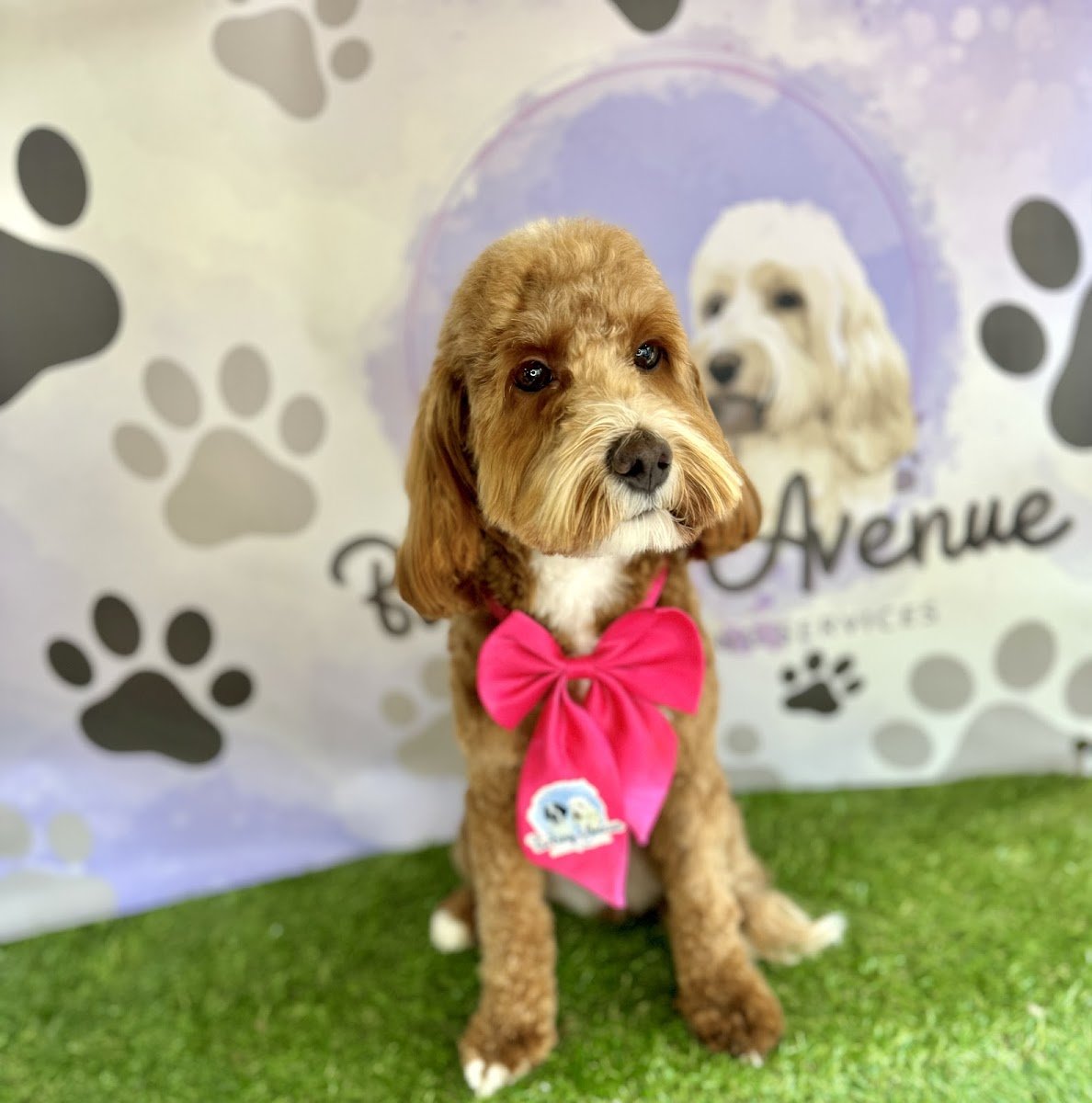 Barking Avenue Dog Grooming - Photo 2