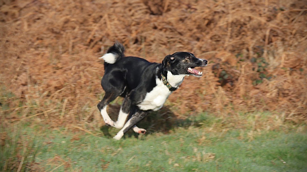 Absolute Pet-Care - Photo 2